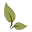 Charting Nature Icon