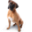 BullWrinkles Icon
