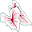 Classiccaladiums.com Icon