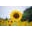 Peaceloveandkids.com Icon