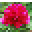 Petunia Farms Icon