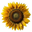 Sweetmonas.com Icon