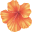 Hawaiian Host Icon
