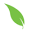 MyGreenFills Icon
