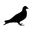 Staple Pigeon Icon