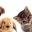 Formypetz Icon