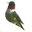 Hummingbird-guide Icon
