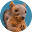 Berdoll Icon