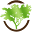 Essence Of Argan Icon