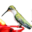 Birdlodges.com Icon