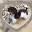Carolinamountaintoypoodles Icon