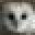 Barnowltrust Icon