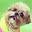 Marniethedog Icon