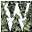 Winston Flowers Icon