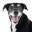 JustFoodForDogs Icon