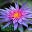 Pond Megastore Icon