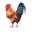 The Chicken Coop Company Icon