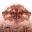 Doomsdaybookofmedicine Icon