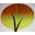 Herbalistics Icon