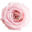 Theflowerluxe Icon