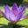 Propondswest Icon