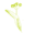 Lime Wood Icon