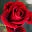 Dirtyroses.co.uk Icon