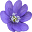 Summer Hill Seeds Icon
