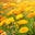 Sierrasageherbs Icon