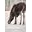 Trailcenterlodge Icon