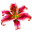 1300 Flowers Icon