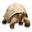 Backwater Reptiles Icon