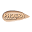 Phoera Foundation Icon