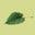 Lime Tree Design Icon