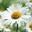 Whoopsie Daisy Icon