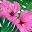 Dianageorgie Icon