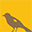 Scoutcuratedwears.com Icon