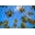 The Beach Edit Icon
