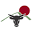 Vermont Wagyu Icon