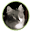 Catsuppliesandmore.com Icon