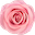 Rosepops Icon