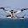 Gannet Drone Fishing Icon