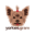 Yorkies Gram Icon