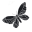 Aniela Parys Icon