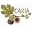 Caria Icon