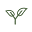 Calily Life Icon