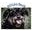 Nolas Bark Icon