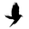 The Starling Project Icon