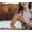 Dianabandoh.com Icon