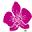 Naturalorchids.com Icon
